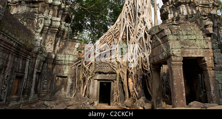 Ta Prohm temple, Siem Reap, Royaume du Cambodge Banque D'Images