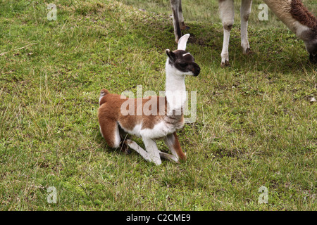 Lama bébé essaie de se lever à Machu Picchu Banque D'Images