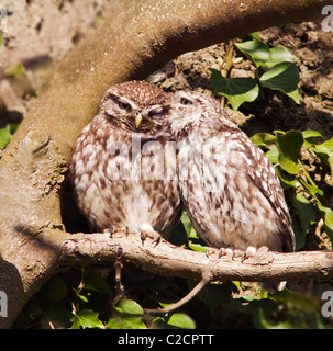 Paire de petits terriers (Athene noctua) nuzzling Banque D'Images