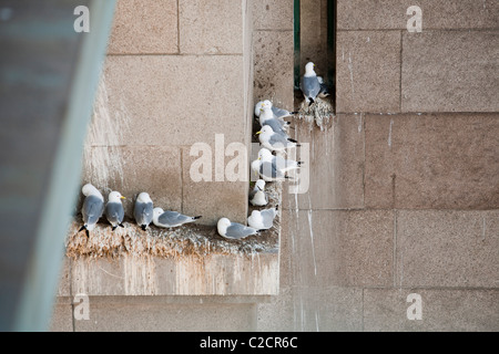 Mouette tridactyle (Rissa tridactyla) qui se reproduisent sur une vire sur le pont Tyne à Newcastle, Tyneside, Angleterre. Banque D'Images