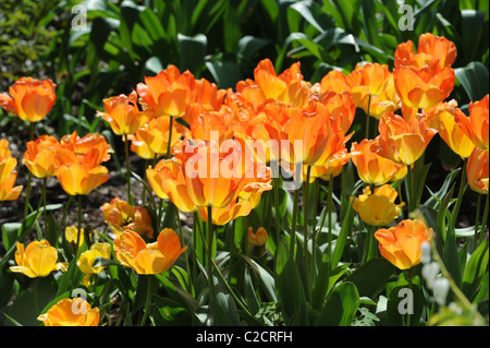 Tulip 'Daydream' en fleur Uk Banque D'Images