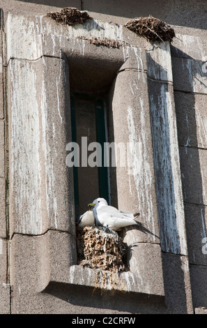 Mouette tridactyle (Rissa tridactyla) qui se reproduisent sur une vire sur le pont Tyne à Newcastle, Tyneside, Angleterre. Banque D'Images