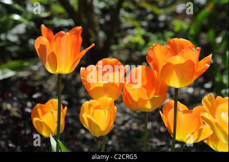 Tulip 'Daydream' en fleur Uk Banque D'Images