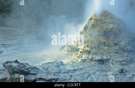 Le Lady Knox Geyser dans le quartier thermal de Waiotapu à Rotorua, île du Nord, Nouvelle-Zélande, Banque D'Images