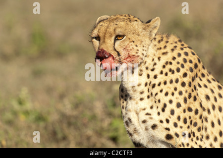 Stock photo d'un guépard de lécher son museau sanglant après un nouveau meurtre. Banque D'Images