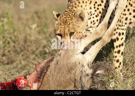 Stock photo d'un guépard de manger un veau de gnous lors de la migration annuelle vers le sud de l'écosystème du Serengeti. Banque D'Images