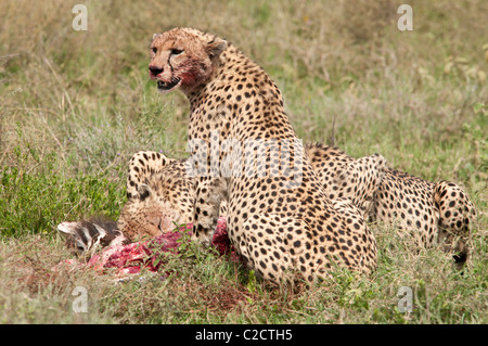 Stock photo d'un guépard manger une carcasse de zèbre. Banque D'Images