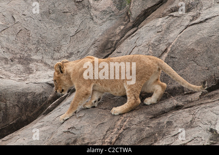 Stock photo d'un lion club escalade à travers le visage d'un kopje rock. Banque D'Images