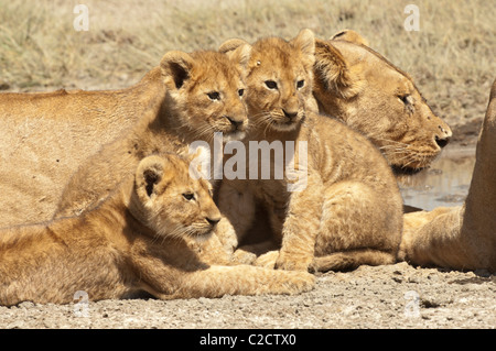 Stock photo de trois lionceaux assis par leur maman. Banque D'Images