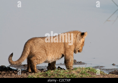 Stock photo d'un lion cub marcher d'un ruisseau pour boire un verre. Banque D'Images