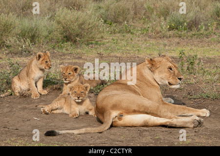 Stock photo scène familiale d'un lion et d'oursons. Banque D'Images