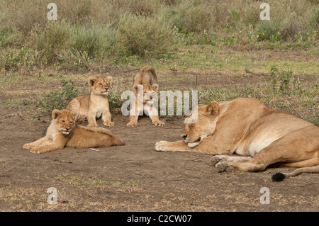 Stock photo scène familiale d'un lion et d'oursons. Banque D'Images