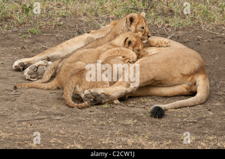 Stock photo de soins infirmiers des lionceaux. Banque D'Images