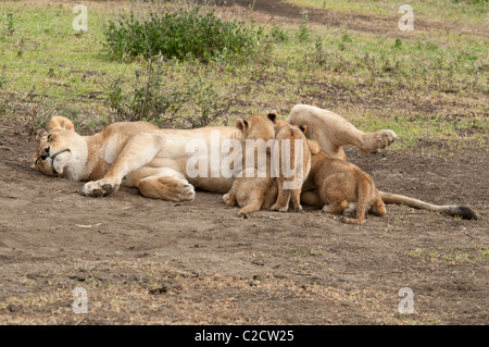 Stock photo de soins infirmiers des lionceaux. Banque D'Images