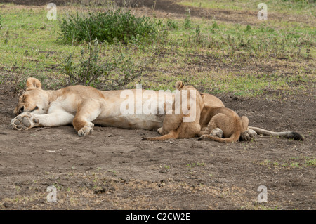 Stock photo de soins infirmiers des lionceaux. Banque D'Images