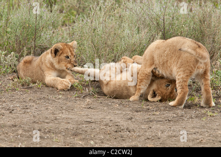 Stock photo de trois lionceaux jouant avec un tirer la queue de son frère. Banque D'Images