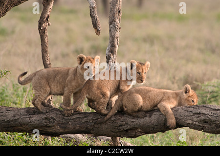 Stpck photo de trois lionceaux jouant sur un journal. Banque D'Images