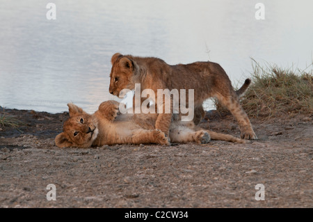 Stock photo de deux lionceaux jouer par l'eau. Banque D'Images