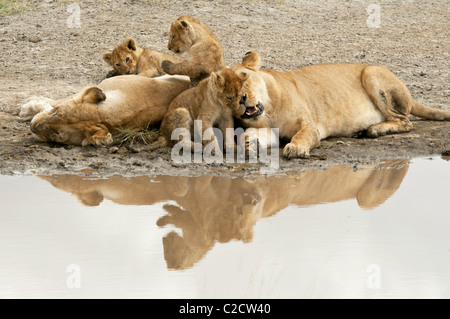 Stock photo montrant un reflet de l'eau deux lionnes et lionceaux. Banque D'Images
