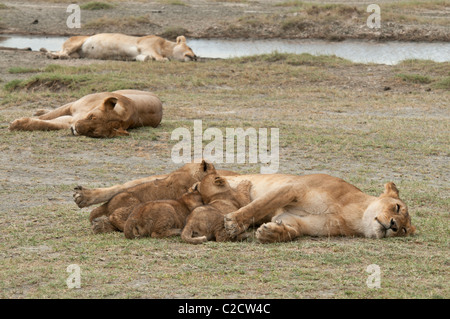 Stock photo de soins infirmiers des lionceaux. Banque D'Images