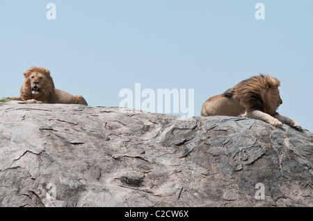 Stock photo de deux grands lions mâles assis au sommet d'une colline. Banque D'Images