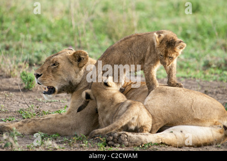 Stock photo de deux clubs lion grimpant sur leur maman. Banque D'Images