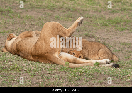 Stock photo de soins infirmiers des lionceaux. Banque D'Images