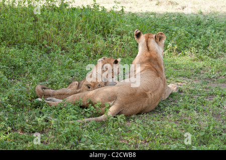 Stock photo d'une lionne ses petits soins infirmiers. Banque D'Images