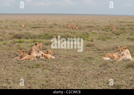 Stock photo scène familiale d'un lion et d'oursons. Banque D'Images