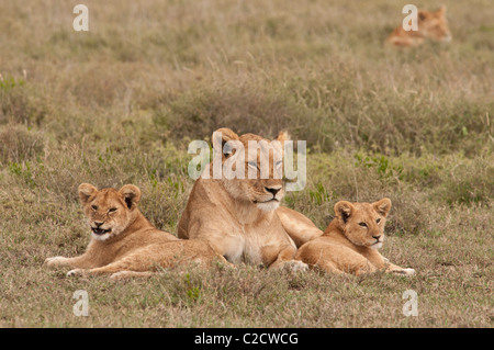 Stock photo scène familiale d'un lion et d'oursons. Banque D'Images