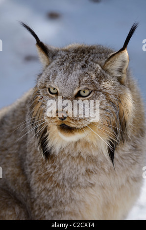 Visage de femme Lynx du Canada dans l'ombre d'une forêt d'hiver couvert de neige du nord de Muskoka (Ontario) Banque D'Images