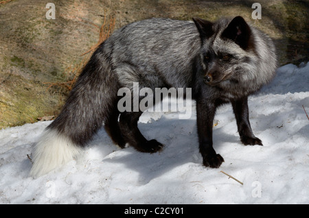 Beautiful red fox avec fourrure noir et argent marquages d'une forêt couverte de neige au printemps Muskoka (Ontario) Banque D'Images