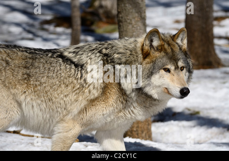 Loup gris mâle stimulation prudente dans une forêt de l'Ontario Nord ensoleillée au printemps avec de la neige Banque D'Images