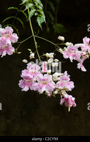 Vigne trompettes roses fleurs (Podranea ricasolianaa) sur fond noir Banque D'Images