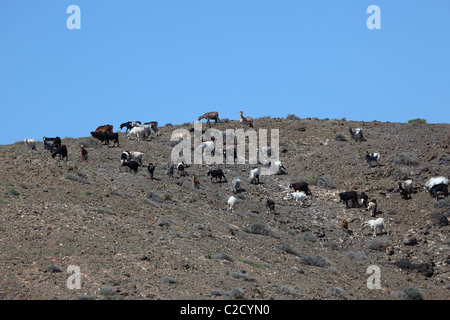 Chèvres sur île des Canaries Fuerteventura, Espagne Banque D'Images