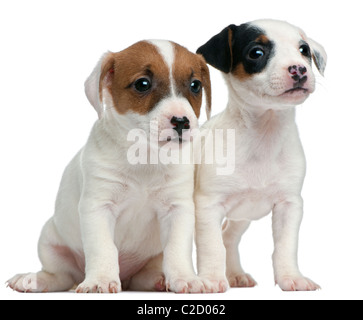 Jack Russell Terrier chiots, 7 semaines, contre fond blanc Banque D'Images