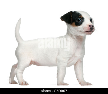 Jack Russell Terrier Puppy, 7 semaines, contre fond blanc Banque D'Images