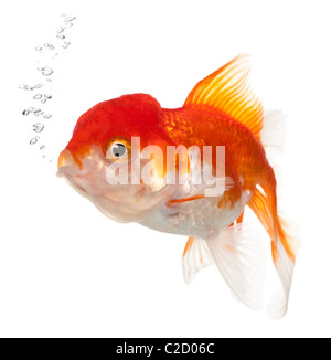 Lionhead goldfish, Carassius auratus, in front of white background Banque D'Images