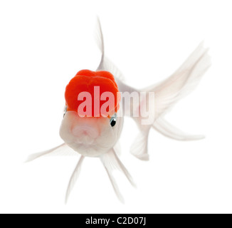 Lionhead goldfish, Carassius auratus, in front of white background Banque D'Images