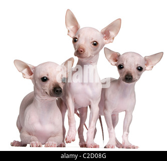 Chihuahuas sans poils, 5 et 7 mois, in front of white background Banque D'Images