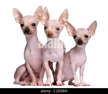 Chihuahuas sans poils, 5 et 7 mois, in front of white background Banque D'Images