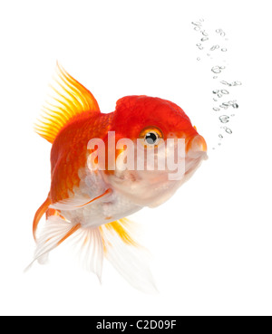 Lionhead goldfish, Carassius auratus, in front of white background Banque D'Images