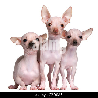 Chihuahuas sans poils, 5 et 7 mois, in front of white background Banque D'Images