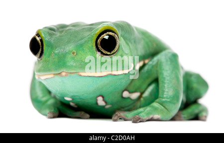 , Phyllomedusa sauvagii, in front of white background Banque D'Images