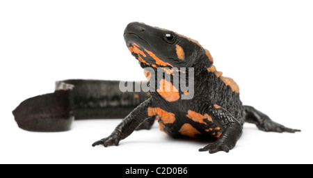 Laos Warty Newt, Paramesotriton laoensis, in front of white background Banque D'Images