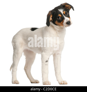 Mixed-breed puppy, 2 mois et demi, in front of white background Banque D'Images