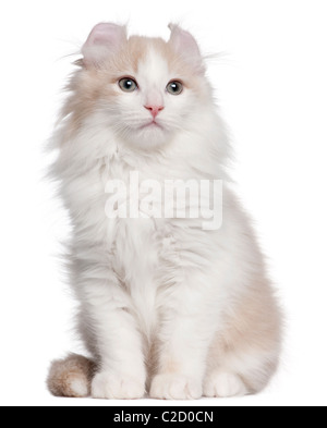 American Curl, chaton 3 mois, in front of white background Banque D'Images