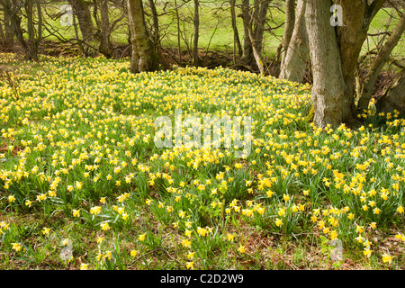 La floraison des jonquilles sauvages dans Farndale dans le North York Moors, Yorkshire, UK. Banque D'Images