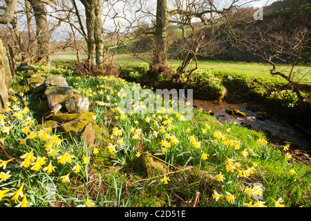 La floraison des jonquilles sauvages dans Farndale dans le North York Moors, Yorkshire, UK. Banque D'Images