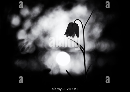 Fritillaria meleagris. Tête de serpents fritillary wildflower dans la campagne anglaise au lever du soleil. Amérique du pré. Cricklade. UK. Silhouette. Monochrome Banque D'Images